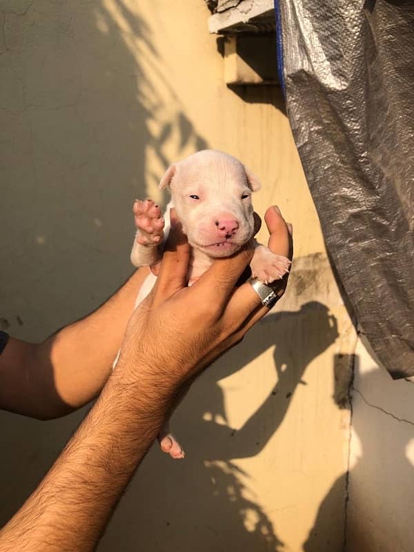 pure kuhati gultair puppy for sale whatsaap number 03023385073 3