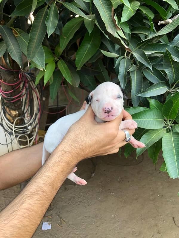 pure kuhati gultair puppy for sale whatsaap number 03023385073 5