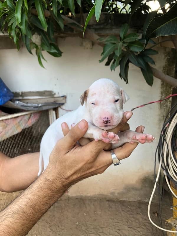 pure kuhati gultair puppy for sale whatsaap number 03023385073 6