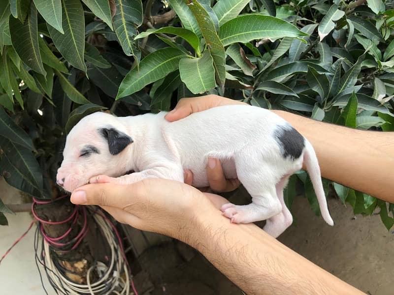 pure kuhati gultair puppy for sale whatsaap number 03023385073 7