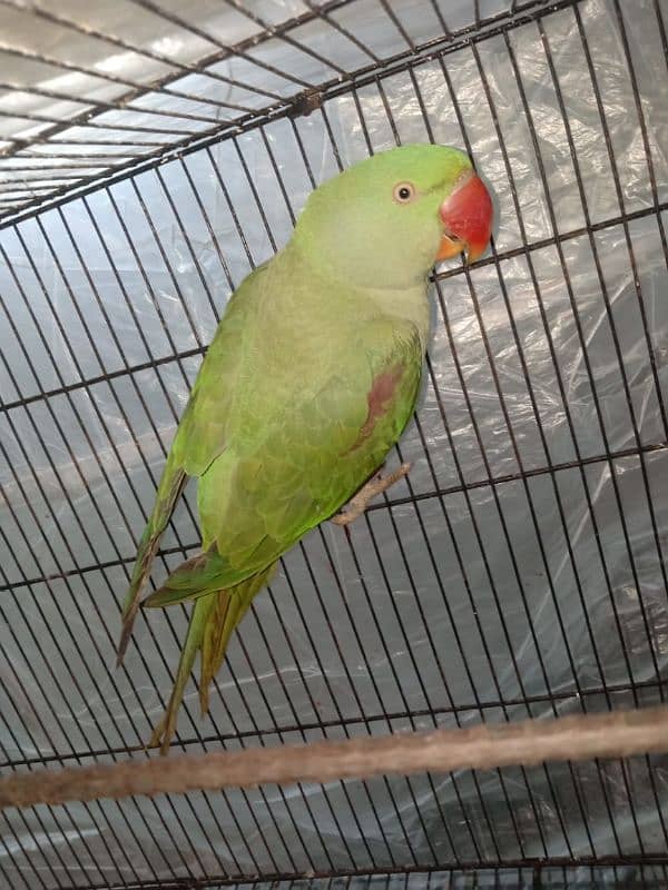 Raw parrot female available for sale, green parrot- Birds 0