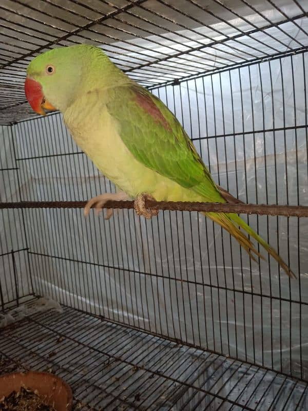 Raw parrot female available for sale, green parrot- Birds 1