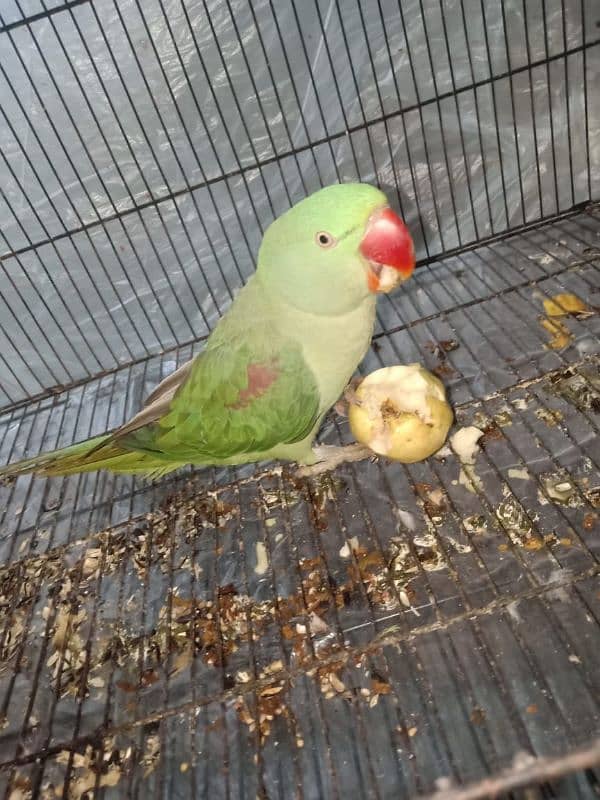 Raw parrot female available for sale, green parrot- Birds 2