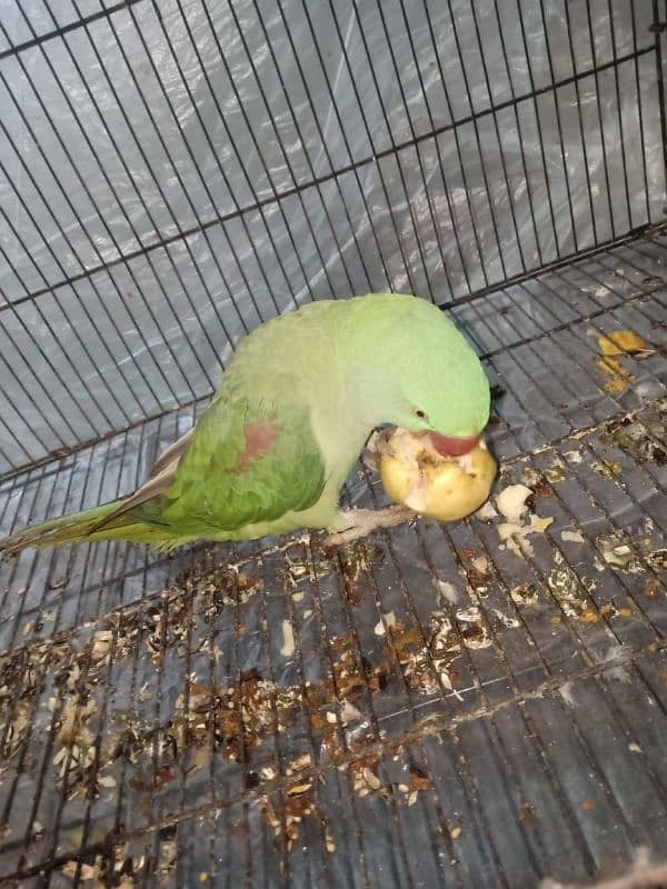 Raw parrot female available for sale, green parrot- Birds 3