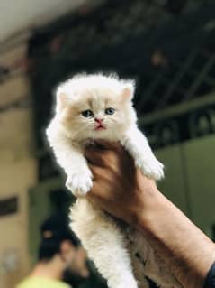 Trained Persian Cat Cats for sale in Pakistan OLX Pakistan