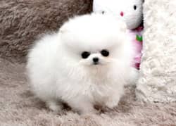 Pomeranian