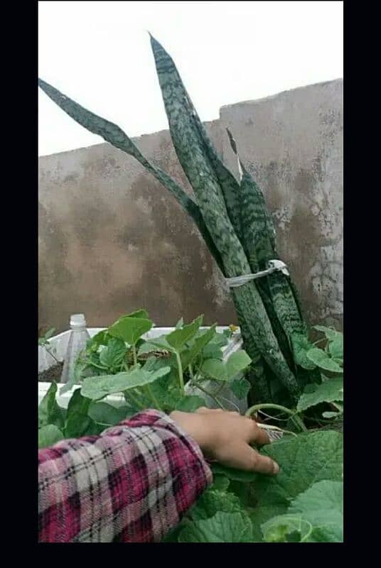 Aloe vera plants for sale.  Available in diffrent Age 700 to 4000 16