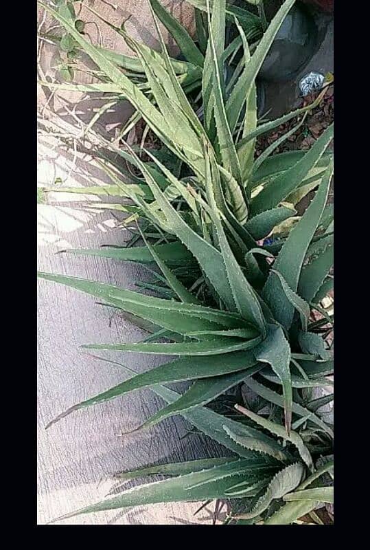 Aloe vera plants for sale.  Available in diffrent Age 700 to 4000 17