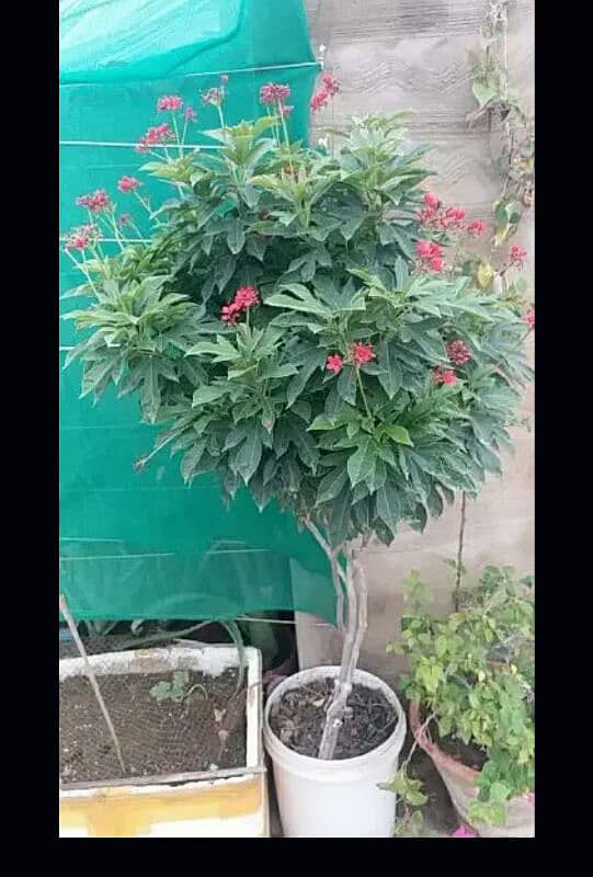 alover plants for urgent sell different sizes and prices 500 to 5000 0