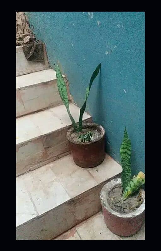 alover plants for urgent sell different sizes and prices 500 to 5000 8