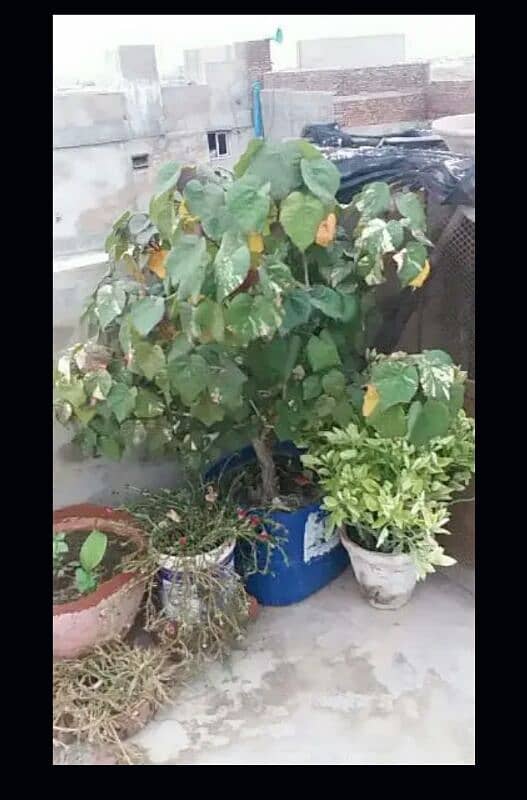 alover plants for urgent sell different sizes and prices 500 to 5000 12