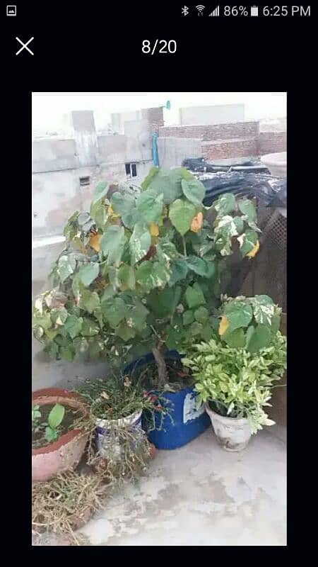 alover plants for urgent sell different sizes and prices 500 to 5000 16