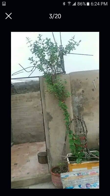 alover plants for urgent sell different sizes and prices 500 to 5000 18