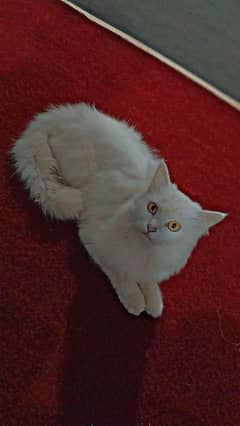 Persian cat double coat