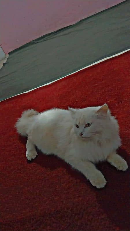 Persian cat double coat 2