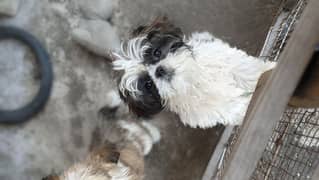 Male female Shihtzu puppies available