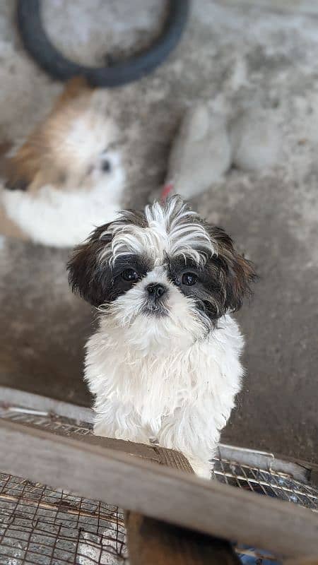 Male female Shihtzu puppies available 1