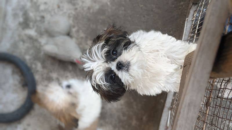 Male female Shihtzu puppies available 5