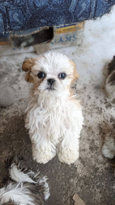 Male female Shihtzu puppies available 6