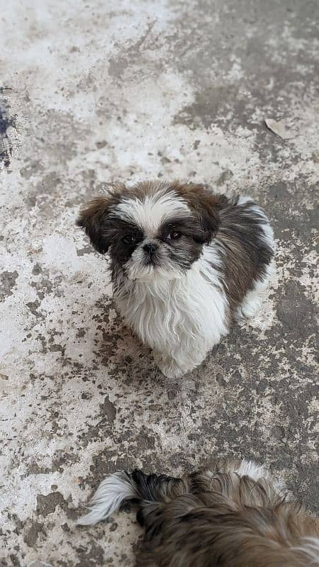 Male female Shihtzu puppies available 7