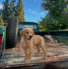 Golden Retreiver Male Puppy