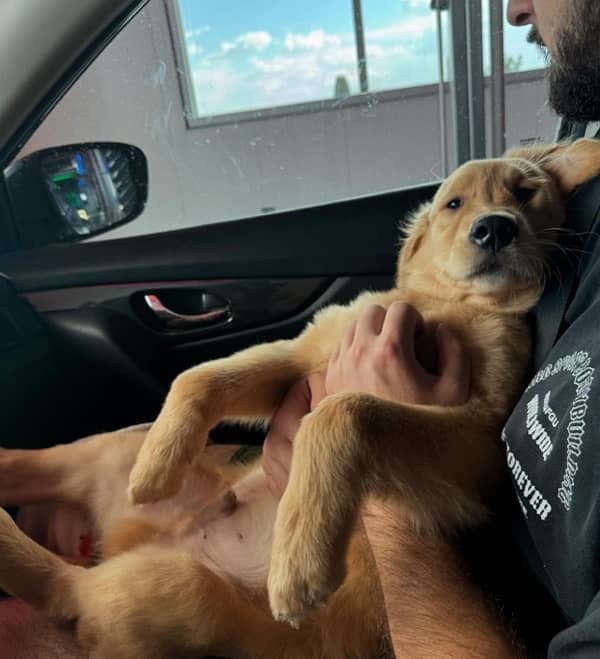 Golden Retreiver Male Puppy 1