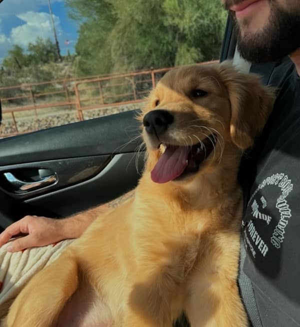 Golden Retreiver Male Puppy 2