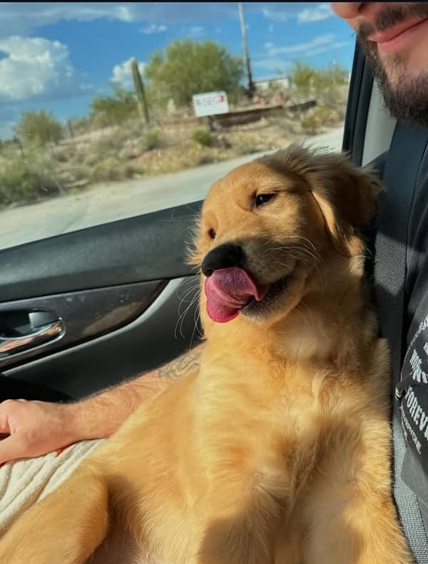 Golden Retreiver Male Puppy 3