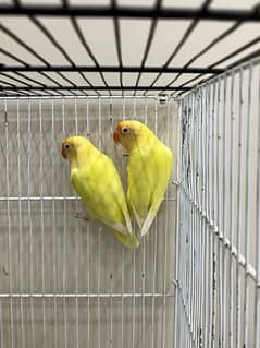 love bird for sale