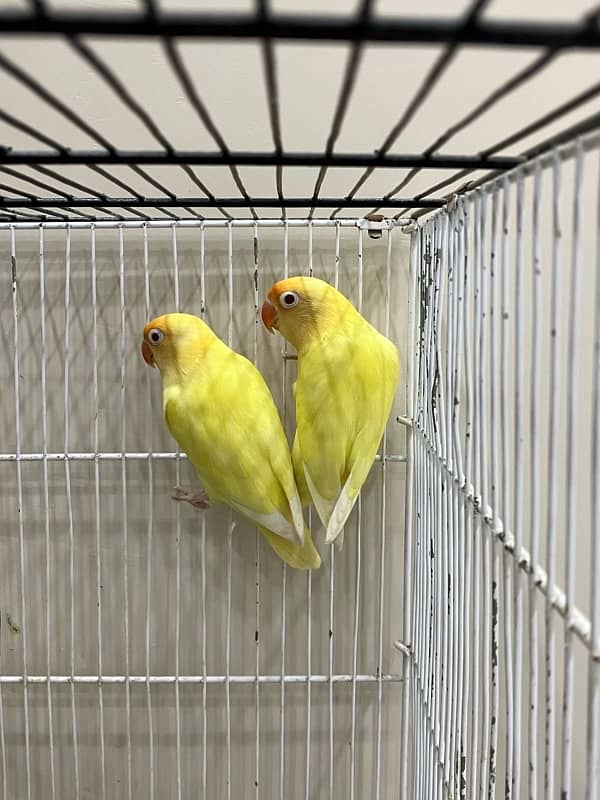 love bird for sale 0