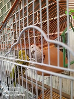 exhibition budgies