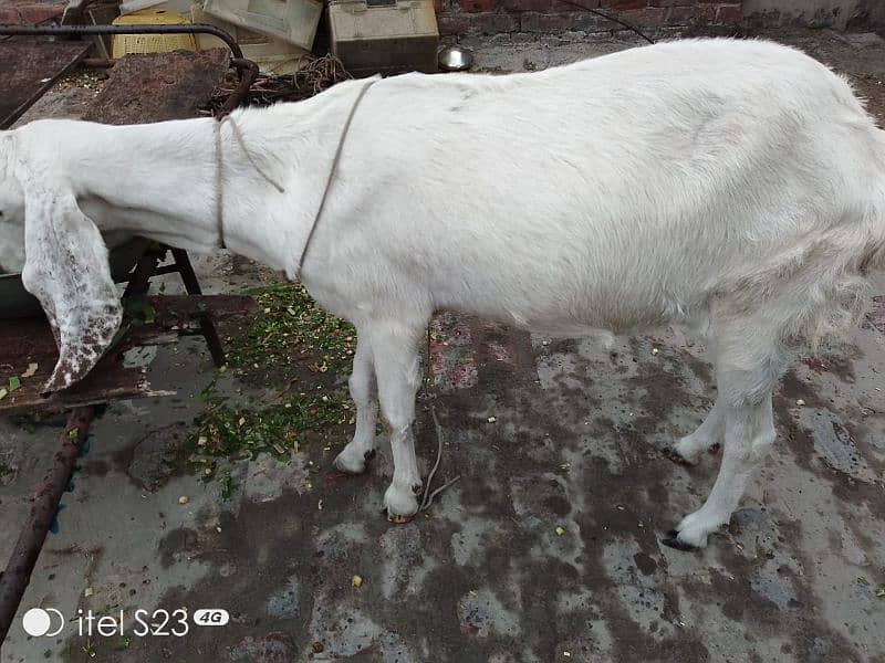 goat urgent sale 0