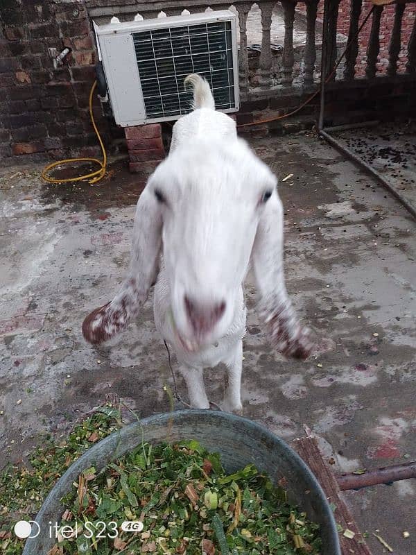 goat urgent sale 1