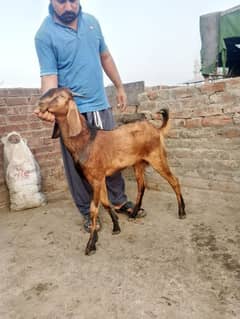 desi bakra