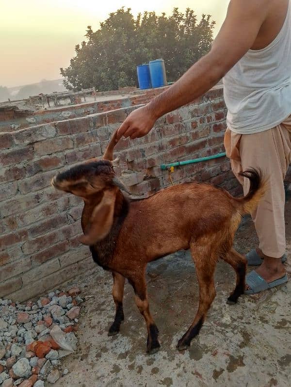 desi bakra 1