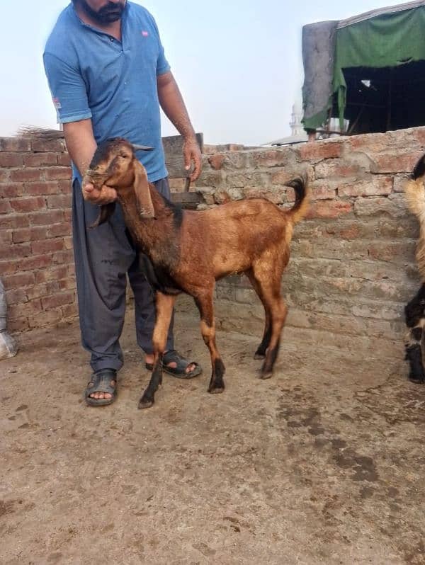 desi bakra 2