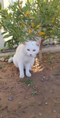 persion cat urgent sale