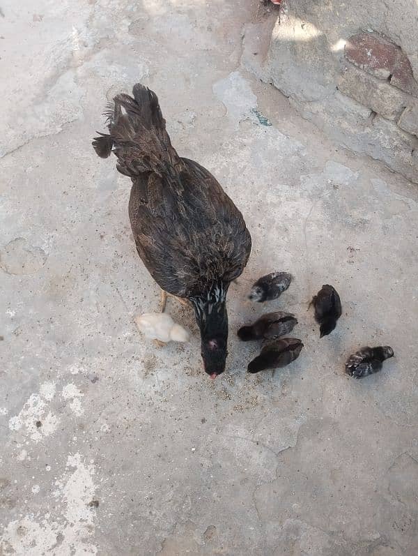 Aseel murgi with chick for sale 0