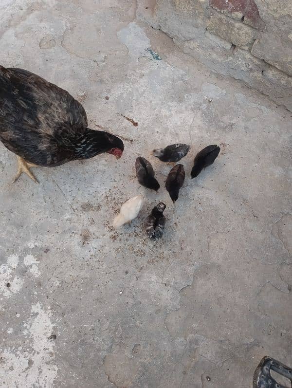 Aseel murgi with chick for sale 1