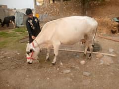 fression walaiti cholistani jarsi cow