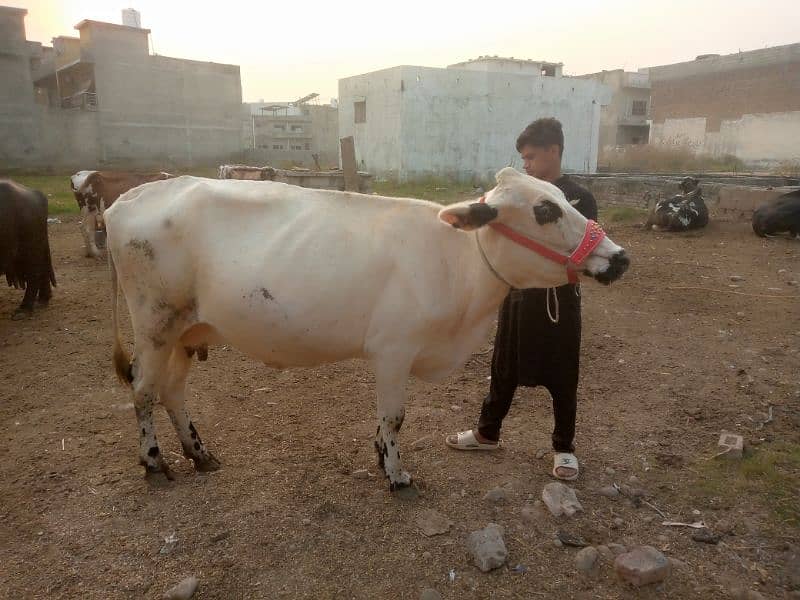 fression walaiti cholistani jarsi cow 1