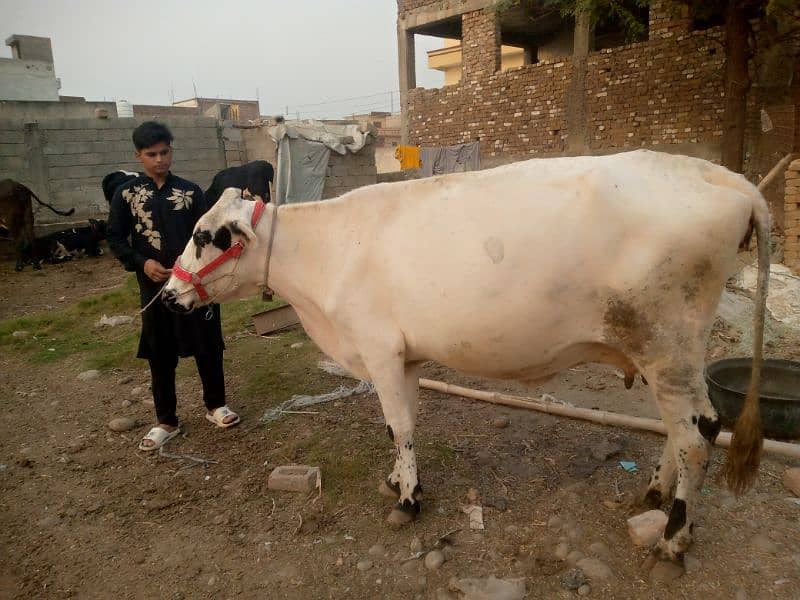 fression walaiti cholistani jarsi cow 2