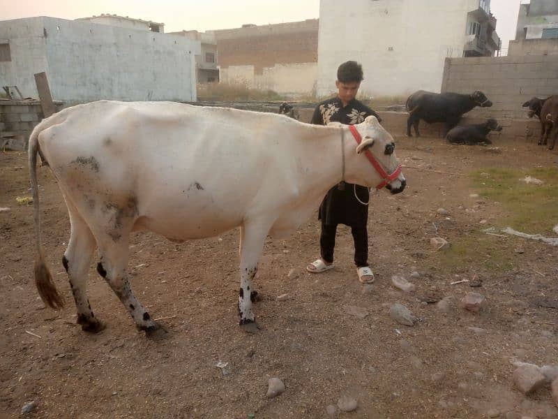 fression walaiti cholistani jarsi cow 3