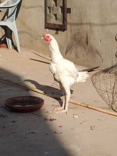 aseel Heera chick age 4-5 month