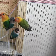 Full Size love bird 2 pair with cage breeder anday diay hovay hain