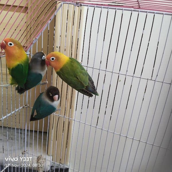 Full Size love bird 2 pair with cage breeder anday diay hovay hain 0