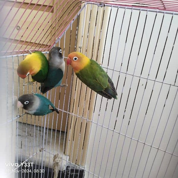 Full Size love bird 2 pair with cage breeder anday diay hovay hain 1