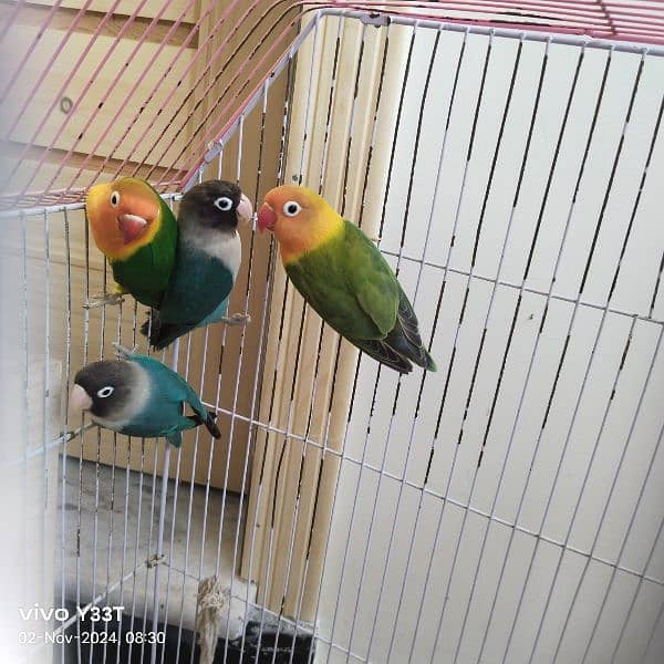 Full Size love bird 2 pair with cage breeder anday diay hovay hain 2