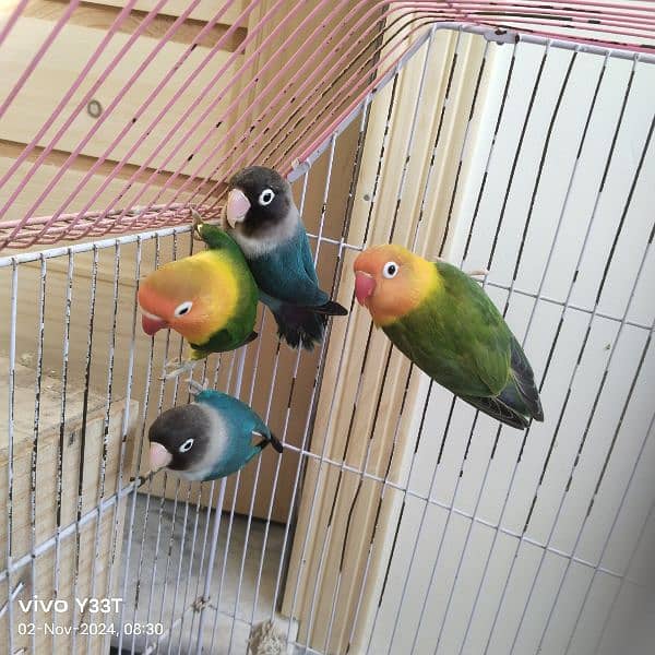 Full Size love bird 2 pair with cage breeder anday diay hovay hain 3