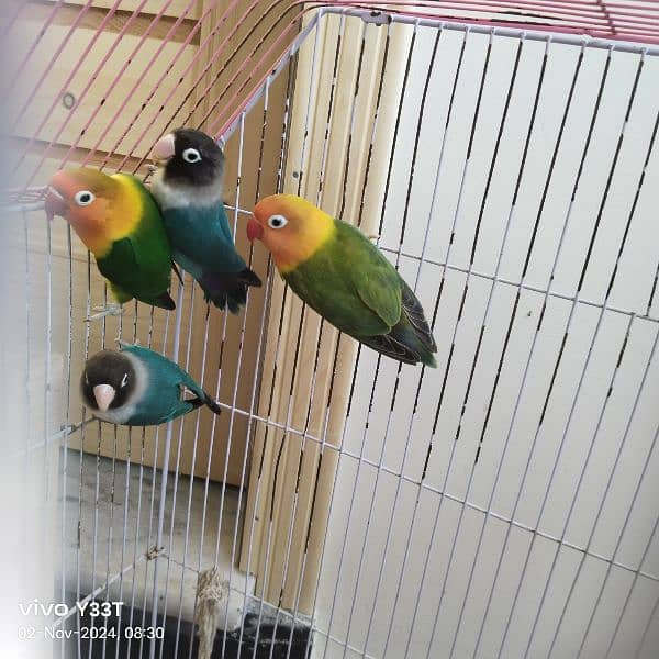 Full Size love bird 2 pair with cage breeder anday diay hovay hain 4